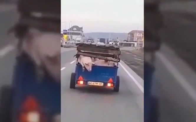 Chú lợn bất ngờ tẩu thoát khỏi xe trên đường tới lò giết mổ